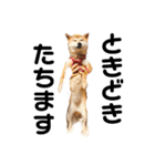 柴犬りんれおの毎日（個別スタンプ：15）