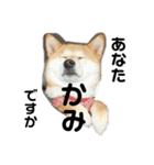 柴犬りんれおの毎日（個別スタンプ：16）