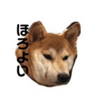 柴犬りんれおの毎日（個別スタンプ：17）