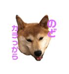 柴犬りんれおの毎日（個別スタンプ：18）
