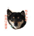 柴犬りんれおの毎日（個別スタンプ：19）