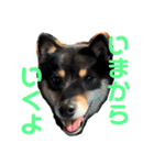 柴犬りんれおの毎日（個別スタンプ：20）