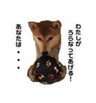 柴犬りんれおの毎日（個別スタンプ：21）