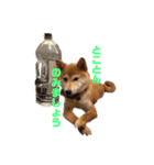 柴犬りんれおの毎日（個別スタンプ：22）