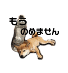柴犬りんれおの毎日（個別スタンプ：23）