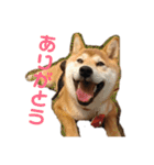 柴犬りんれおの毎日（個別スタンプ：24）