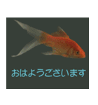 金魚の愛金魚-5-日本語（個別スタンプ：1）