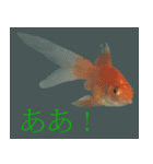 金魚の愛金魚-5-日本語（個別スタンプ：2）