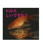 金魚の愛金魚-5-日本語（個別スタンプ：3）