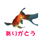 金魚の愛金魚-5-日本語（個別スタンプ：4）