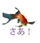 金魚の愛金魚-5-日本語（個別スタンプ：5）