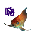 金魚の愛金魚-5-日本語（個別スタンプ：6）