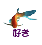 金魚の愛金魚-5-日本語（個別スタンプ：7）