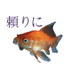 金魚の愛金魚-5-日本語（個別スタンプ：8）