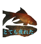 金魚の愛金魚-5-日本語（個別スタンプ：9）