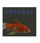 金魚の愛金魚-5-日本語（個別スタンプ：10）