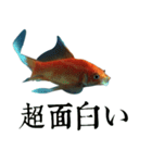 金魚の愛金魚-5-日本語（個別スタンプ：11）