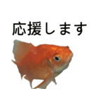 金魚の愛金魚-5-日本語（個別スタンプ：12）