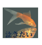 金魚の愛金魚-5-日本語（個別スタンプ：13）