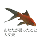 金魚の愛金魚-5-日本語（個別スタンプ：14）