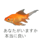 金魚の愛金魚-5-日本語（個別スタンプ：15）