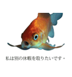 金魚の愛金魚-5-日本語（個別スタンプ：16）