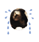 クロにゃー（個別スタンプ：2）
