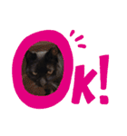 クロにゃー（個別スタンプ：10）