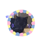 クロにゃー（個別スタンプ：31）