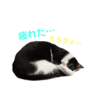 はちくま3（個別スタンプ：2）
