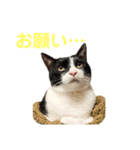 はちくま3（個別スタンプ：13）