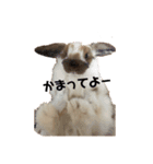 ＊毎日使える日常会話＊（個別スタンプ：4）