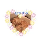 くぅちゃん王子（個別スタンプ：1）