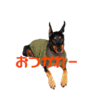 ジャーマンピンシャー（個別スタンプ：2）