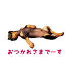 ジャーマンピンシャー（個別スタンプ：5）
