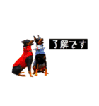 ジャーマンピンシャー（個別スタンプ：6）