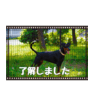 ジャーマンピンシャー（個別スタンプ：9）