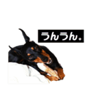 ジャーマンピンシャー（個別スタンプ：19）