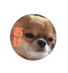 こごみ（個別スタンプ：4）
