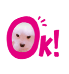ポロロ（個別スタンプ：5）