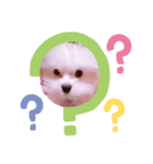 ポロロ（個別スタンプ：7）
