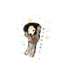 チワックス犬。（個別スタンプ：1）