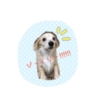 チワックス犬。（個別スタンプ：4）