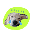 チワックス犬。（個別スタンプ：6）
