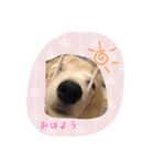 チワックス犬。（個別スタンプ：7）