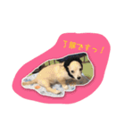チワックス犬。（個別スタンプ：8）