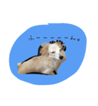 チワックス犬。（個別スタンプ：9）