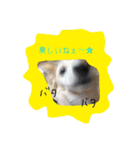 チワックス犬。（個別スタンプ：10）