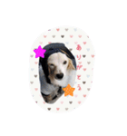 チワックス犬。（個別スタンプ：11）