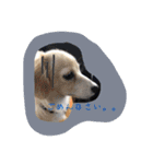 チワックス犬。（個別スタンプ：12）